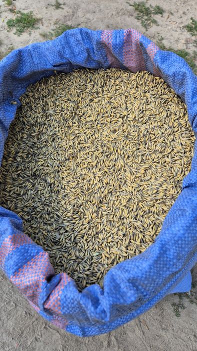 Owies Bingo po Centrali