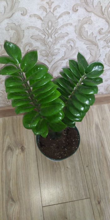 Заміокулькас Зензі