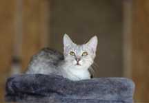 Ельбрус 8 мес, котик, пушистый мальчик Котик