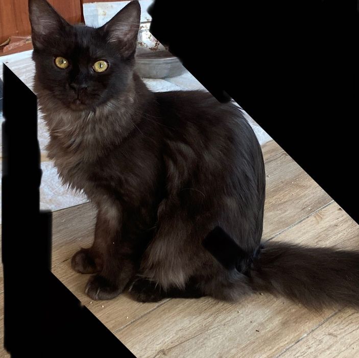 Sprzedam kotkę maine coon