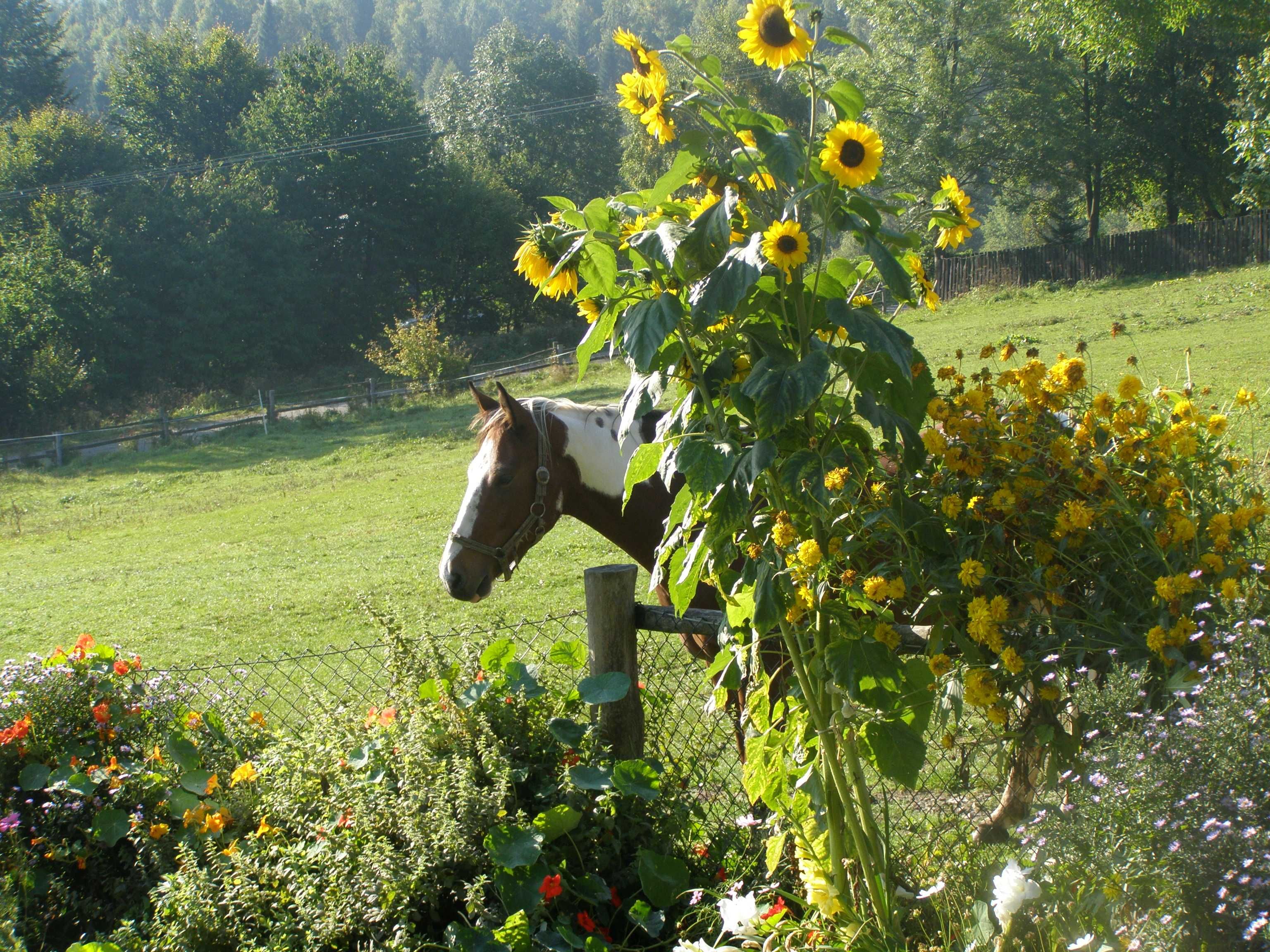 Agroturystyka i konie w Bieszczadach Wysokich.