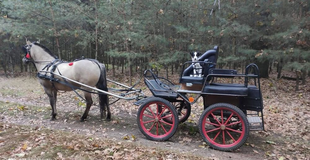 Klacz Konika Polskiego