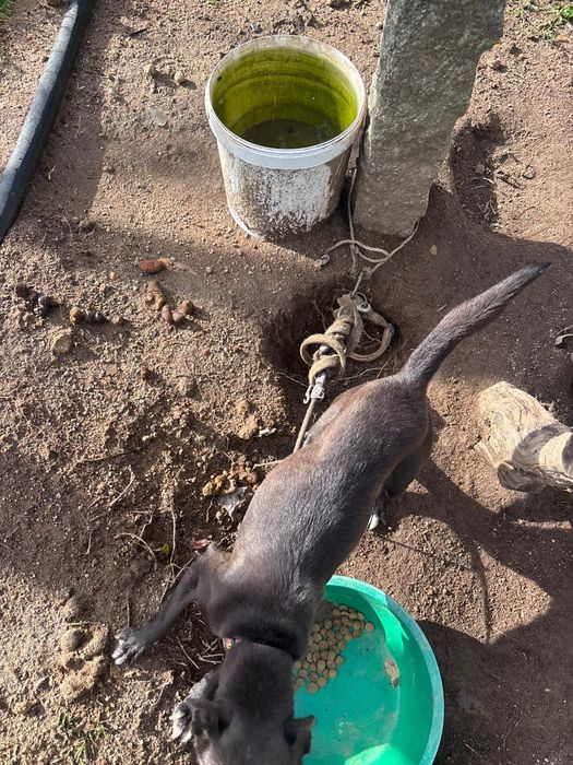 Adoção Responsável - Cães