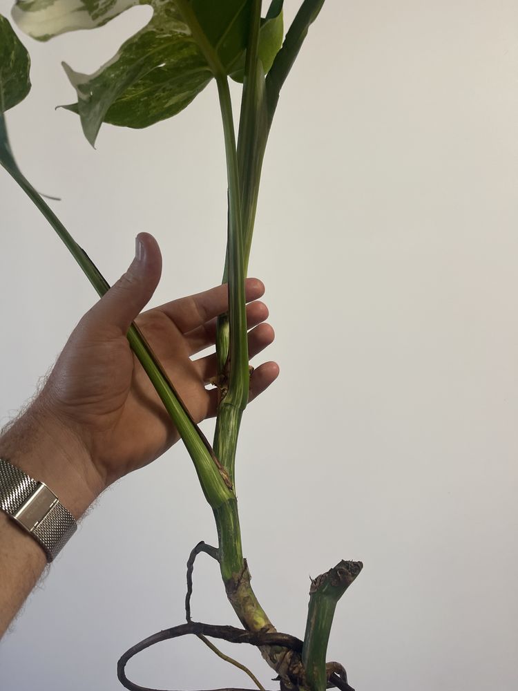 Monstera variagata