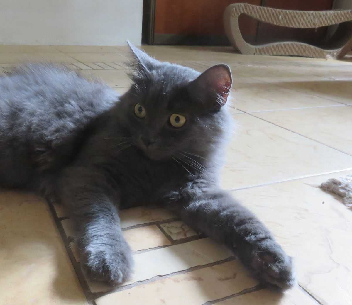 Kot Duszek do pilnej adopcji Oddam kota w typie rosyjski długowłosy