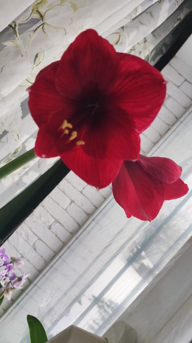 Продам цветок лилия цена за три клубня