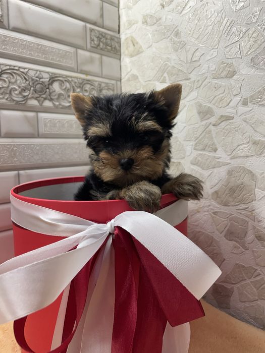 Йорочка мілашечка