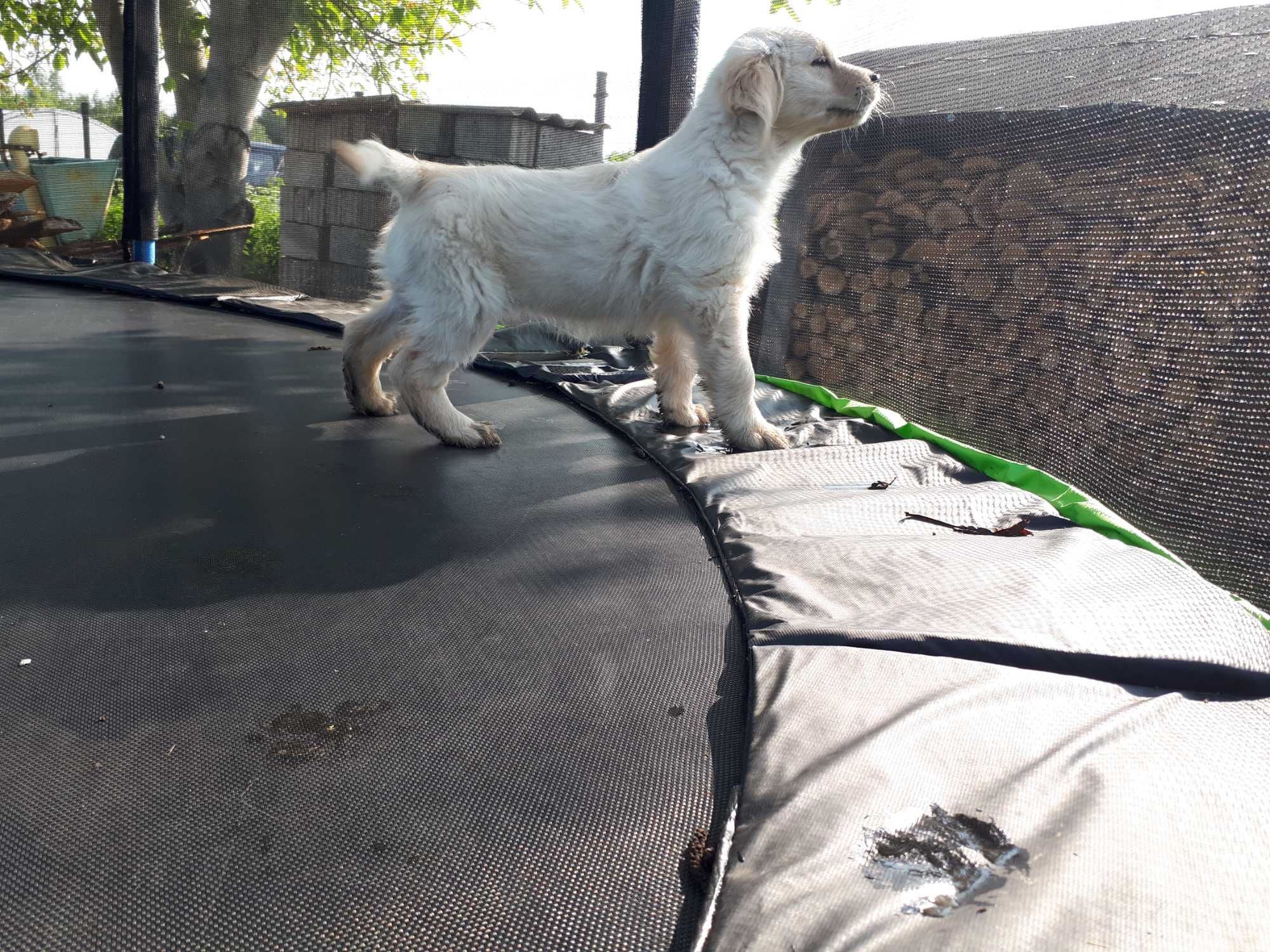 Golden Retriever Piesek