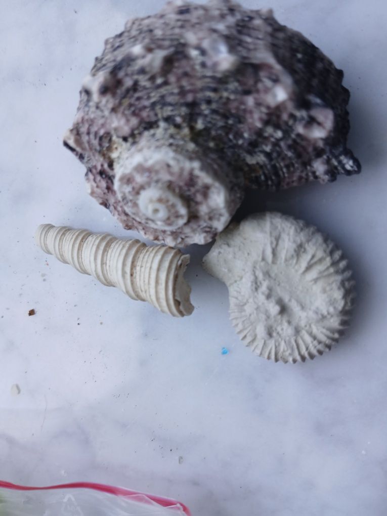 skamieliny  mineraly mix