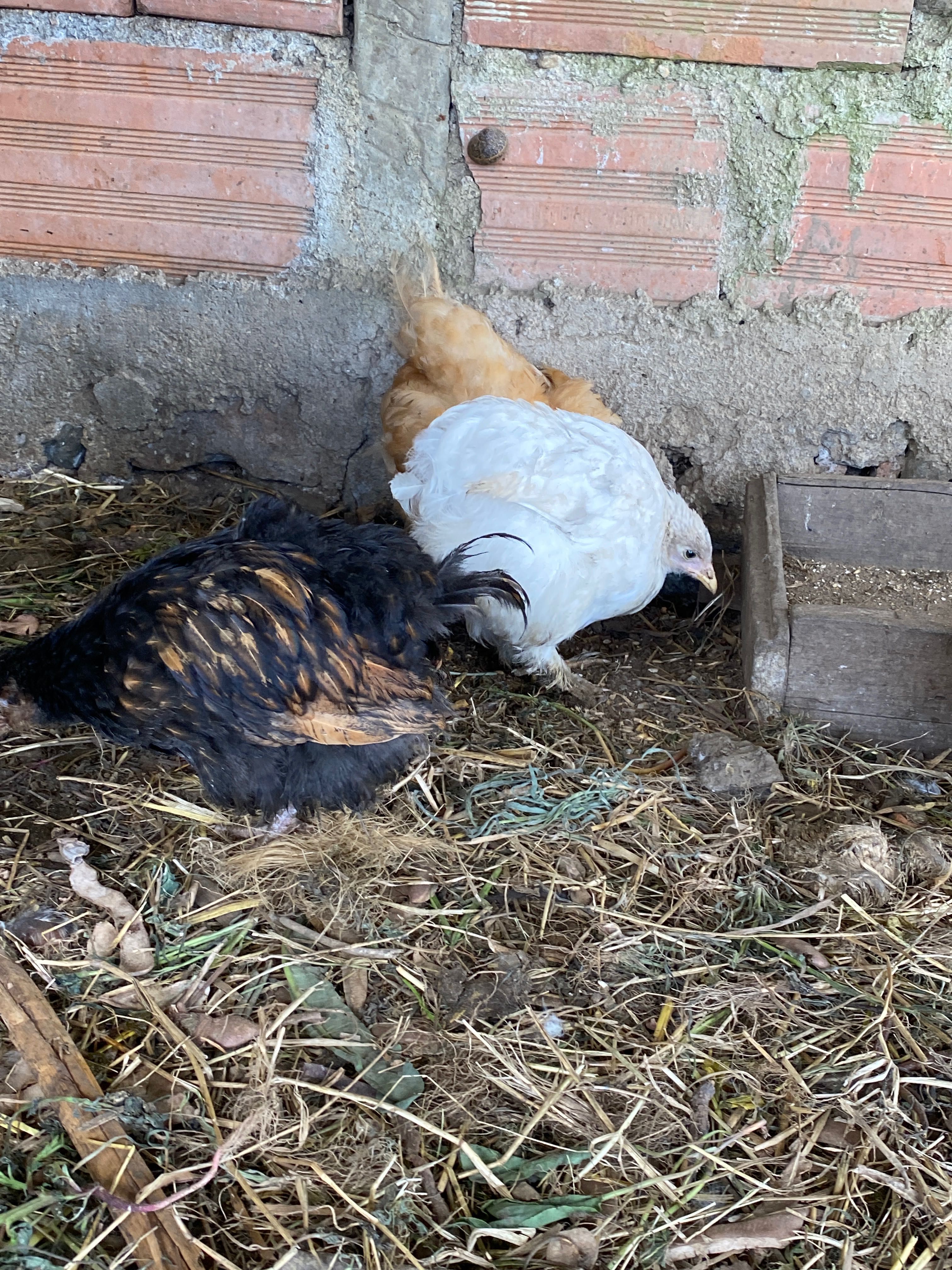 Frangos jovens da raça Cochinchina, dois meses, criados em casa