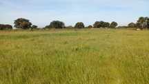 Arrendamento terreno plano