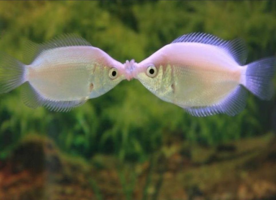 Сомик Клариус! Экзотические Аквариумные Рыбки С Доставкой! Корма!