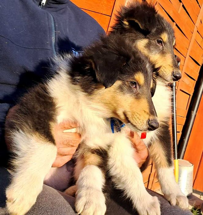 *Owczarek Szkocki Collie długowłosy*  piesek Gotowy Do Odbioru