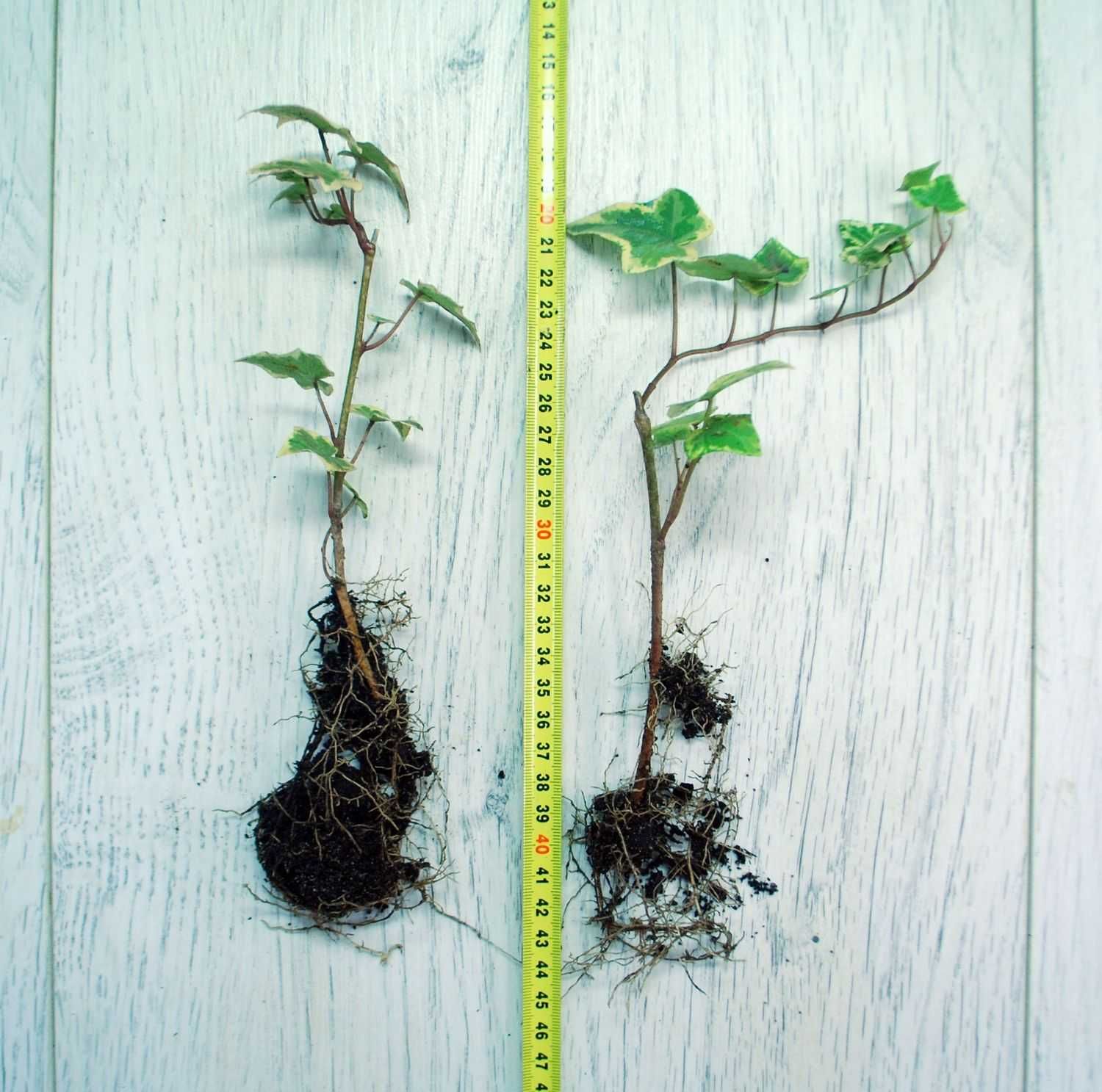 Bluszcz Pospolity 'Gold Child' - Hedera Helix 08