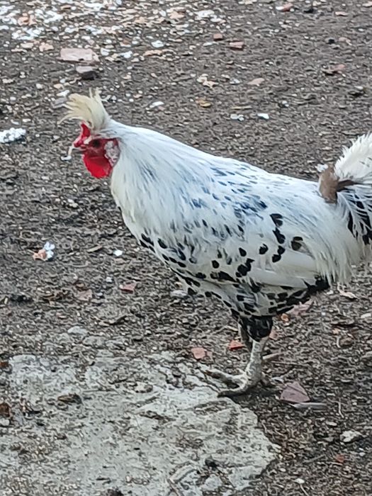 Kurki Ozdobne - wyprzedaż