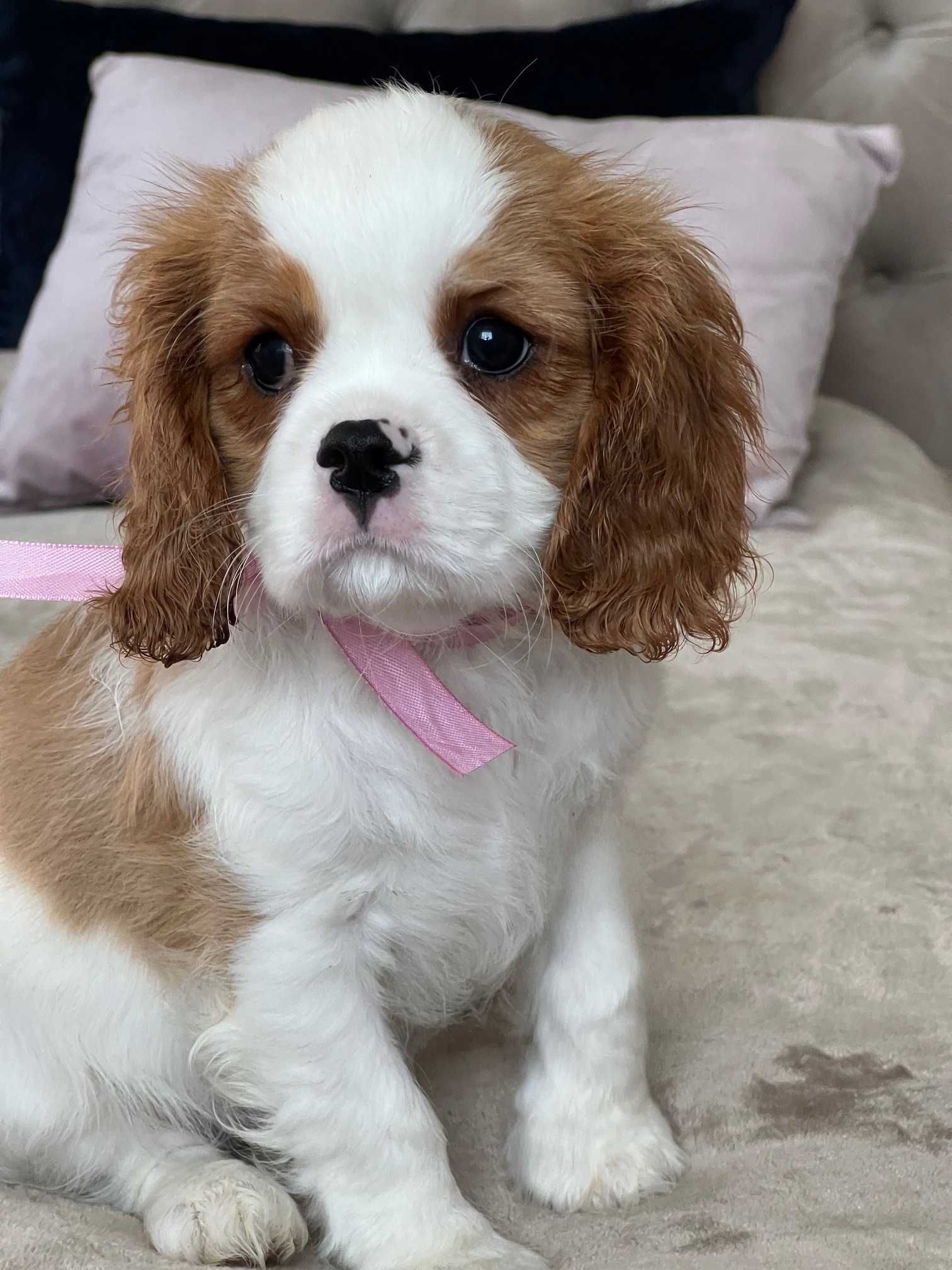 Cavalier King Charles Spaniel