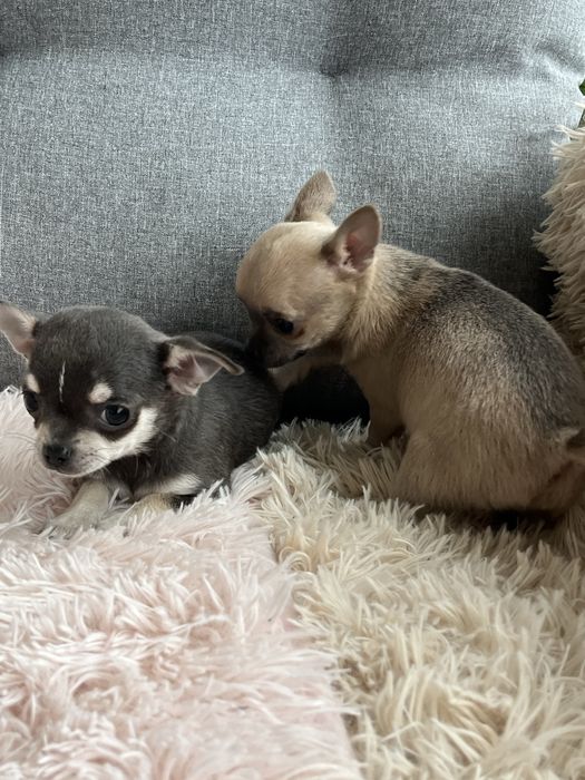 Chihuahua malenka suczka do odbioru