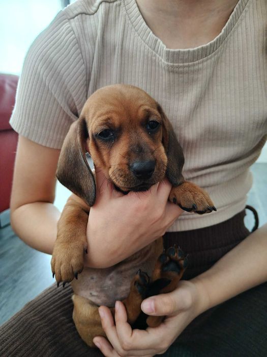 Słodka suczka jamnika krótkowłosego – brązowa podpalana