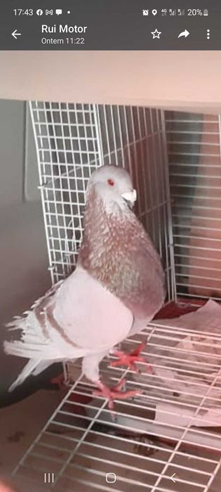 Pombo buchon jiennense valenciana