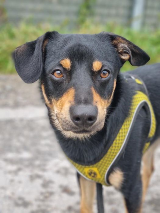 Agat - mały piesek ze schroniska - ur. 2024