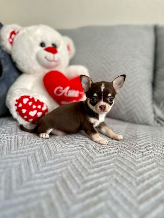Menino chihuahua super mini