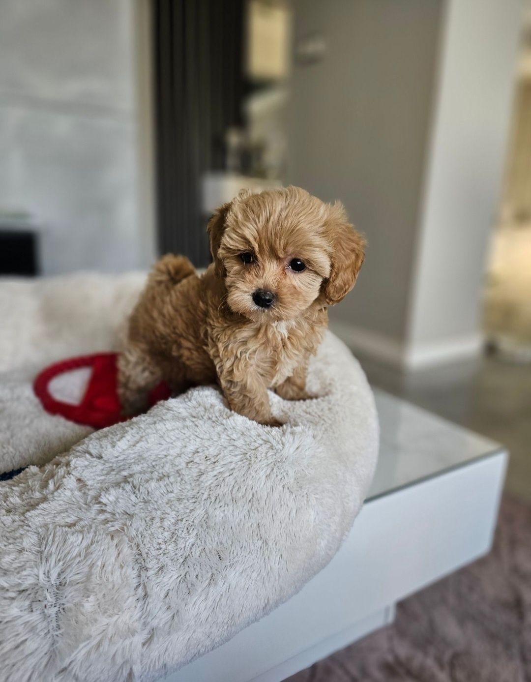 Zjawiskowy Chłopczyk  Maltipoo