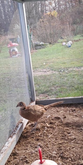 Samice bazanta polnego