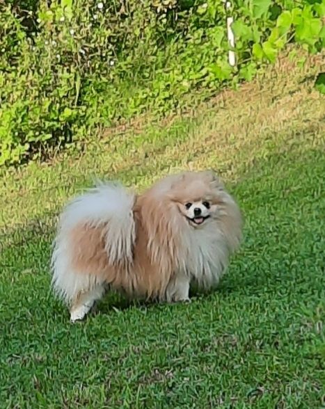 Шпіц кляйн малий German spitz minature на вякзу