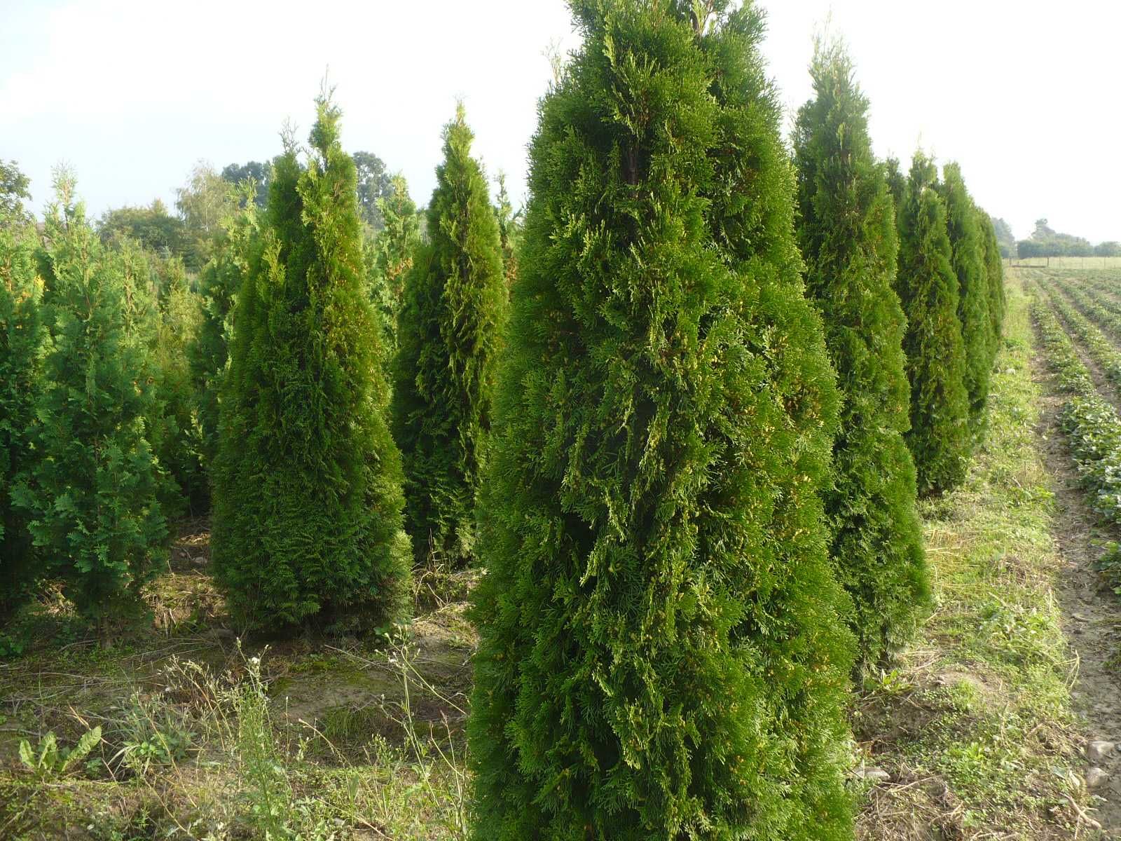 Thuja 'Columna' 180-200 z gruntu