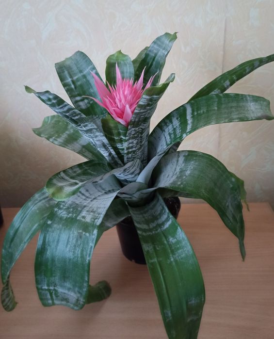 Цветок Эхмея полосатая "Праймера" .