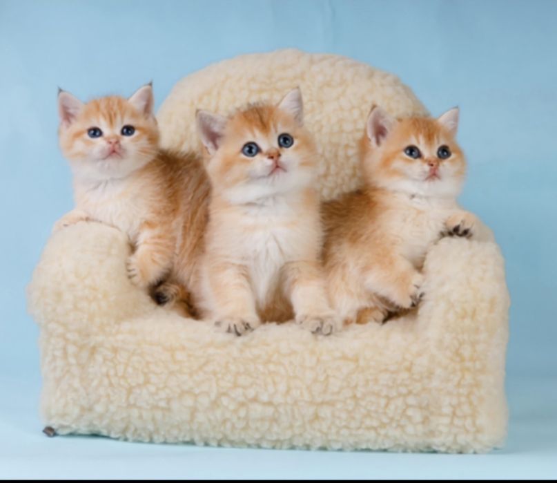 Бесподобные котята золотая шиншилла