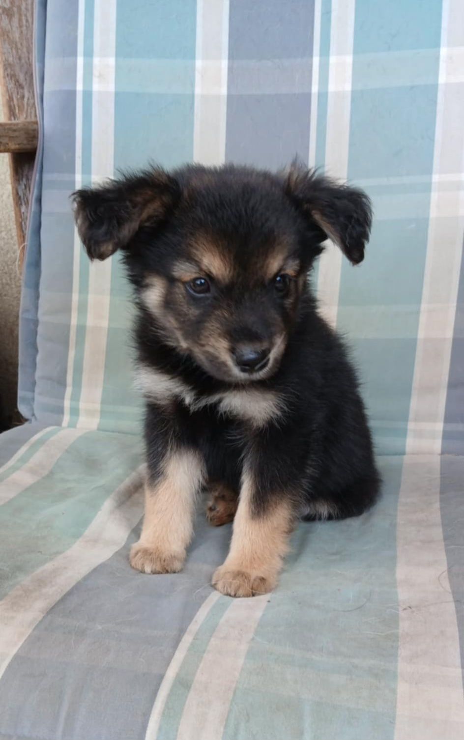Mikro Szczeniak do adopcji