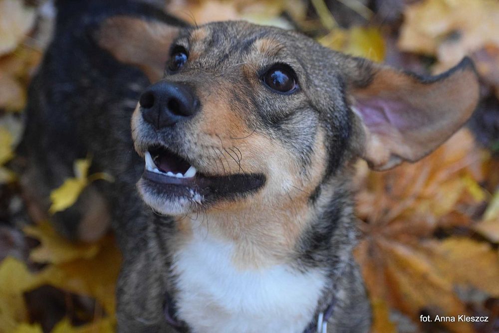 Młoda 10-kilowa suczka Bonita szuka dobrego domu