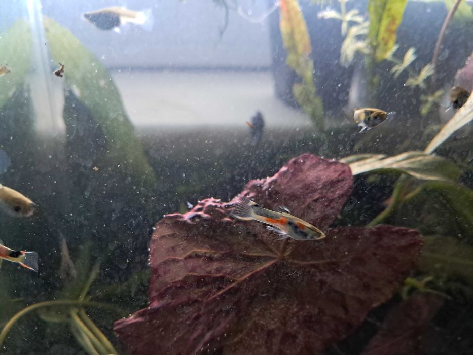 Guppys endler lindos - trio