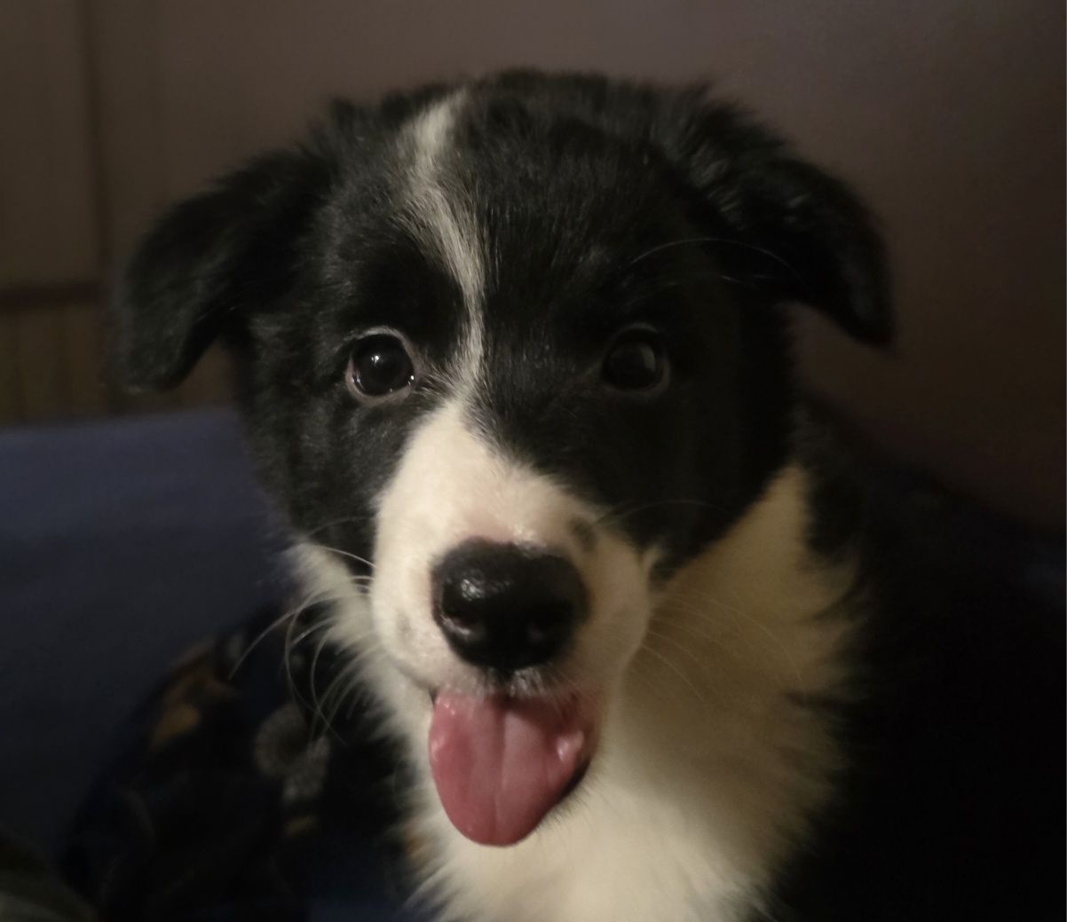 Suczka Border Collie