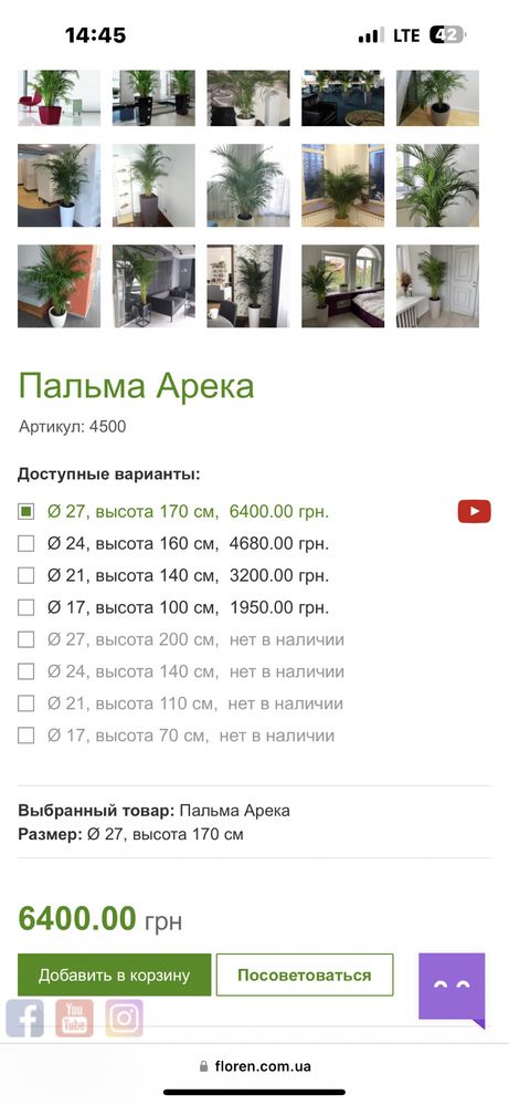 Пальма Арека Дипсис 180 см