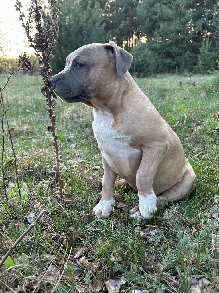 Amstaff, American Staffordshire terrier