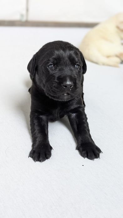 Labrador szczeniak czarny (suczka ) z rodowodem