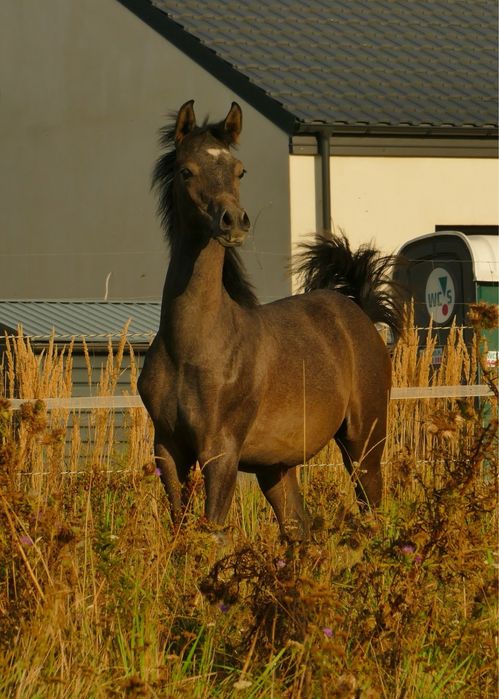 Ogierek czysta krew arabska