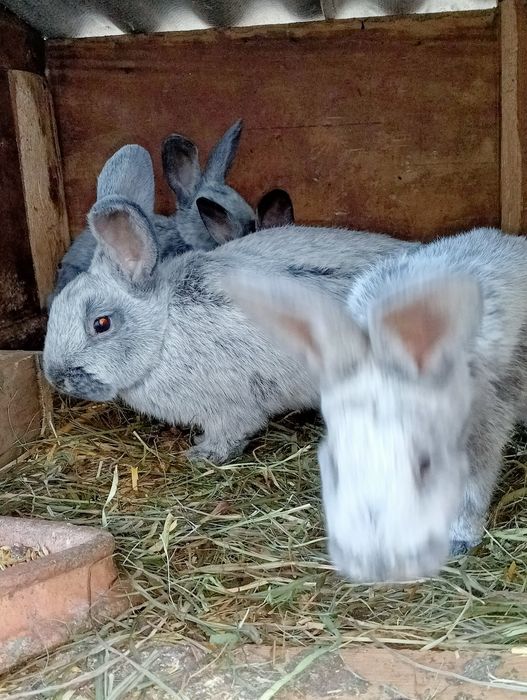 Króliki wiedeńskie samce i samiczki