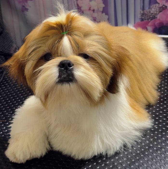 Shih tzu śliczny chłopiec IGGY