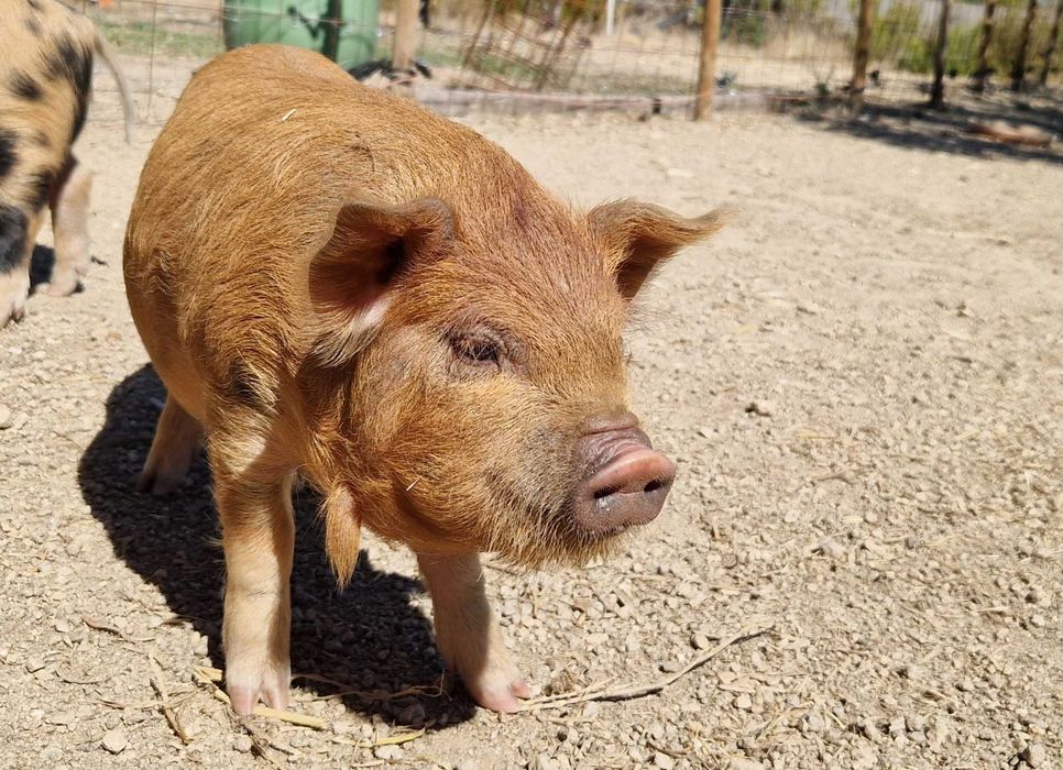 Leitões Kune Kune Jovens (15 de Agosto de 2025)