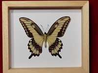 Motyl w ramce / gablotce 14 x 12 cm . Papilio pallas 85 mm .
