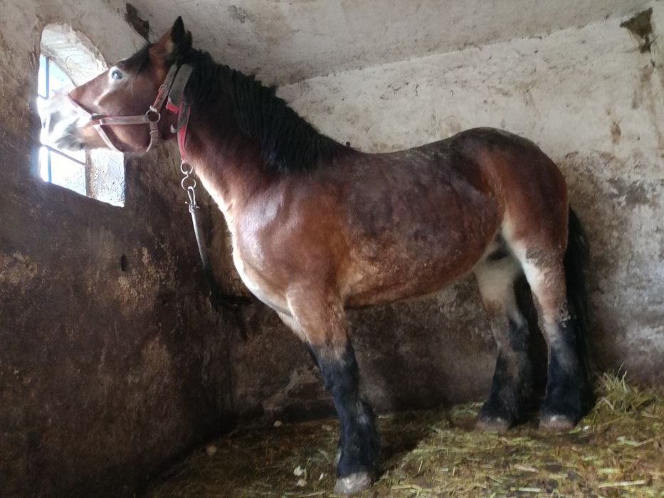 Sprzedam klacz 5 lat