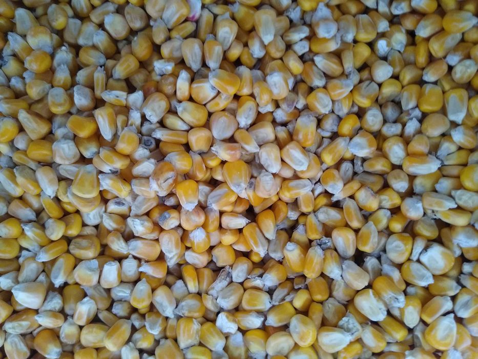 Kukurydza dla kur ryb słonecznik proso owies soja