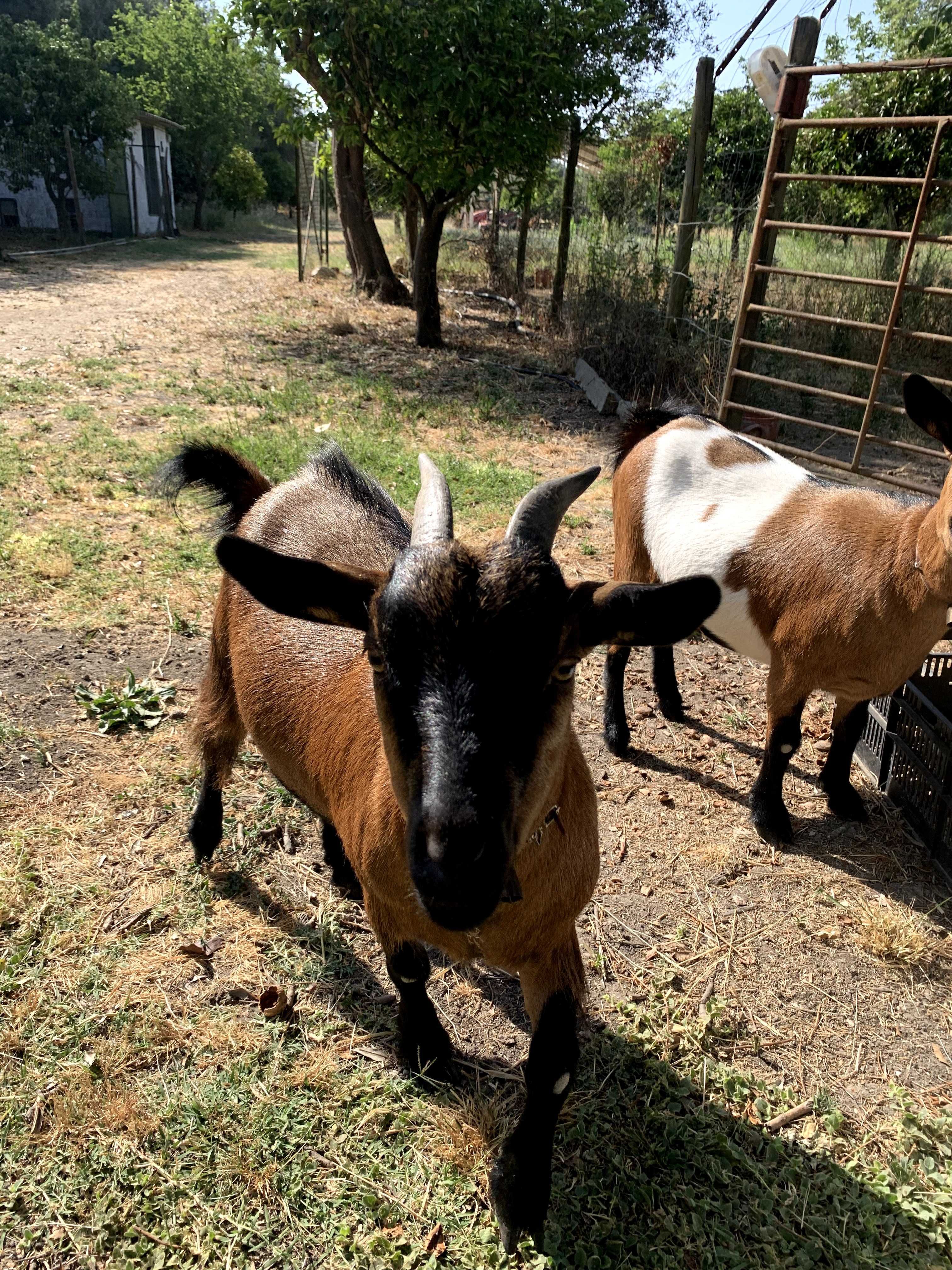 para adoção : 2 cabras-anãs adoraveis e inseparaveis