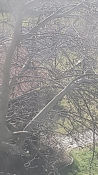 Gałązki dla pupila