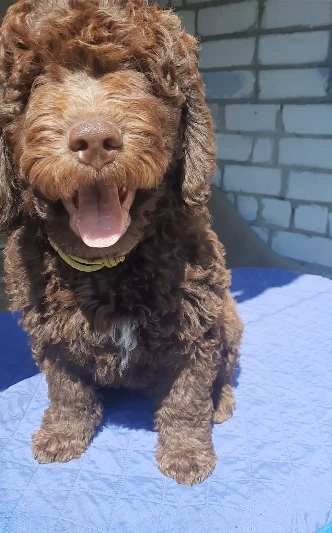 Spanish Water Dog,  Іспанська Водяна Собака