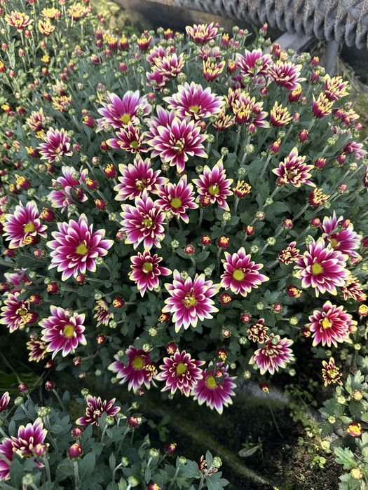 Aktualizacja Zdjęc. Chryzantema Doniczkowa 2025