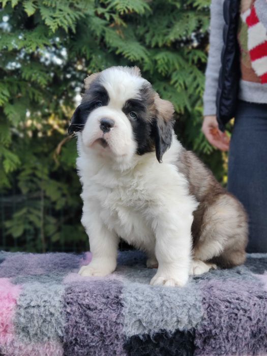 Do rezerwacji-Cudowna długowłosa dziewczynka Bernardyn (rodowod FCI)